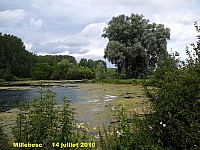 136_04 Millebosc.jpg