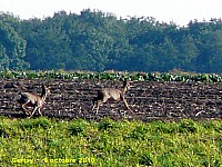 143_04 Cerisy.jpg
